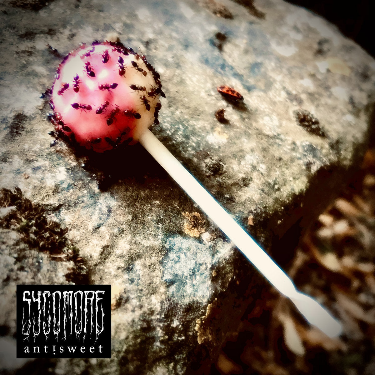 Sycomore – Antisweet